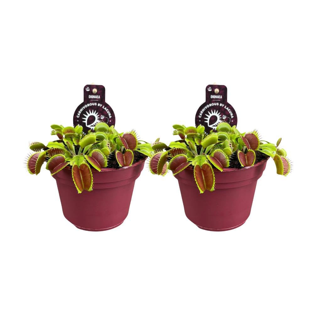 Dionaea Muscipula - 2 Stück - Ø12cm - ↕12cm