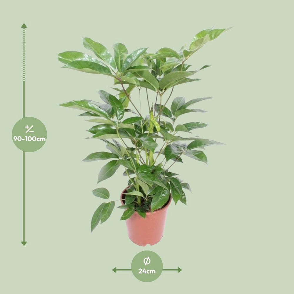 zimmerpflanze liebe Schefflera Liebe - iø24cm