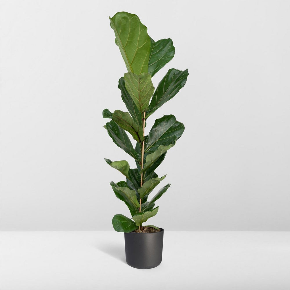 
                      
                        Geigenpflanze - Ficus Lyrata - Ø21cm - ↕100cm
                      
                    