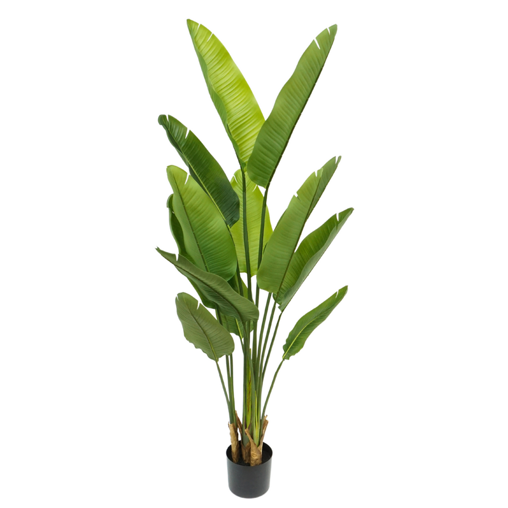 
                      
                        Strelitzia Kunstpflanze 160cm
                      
                    