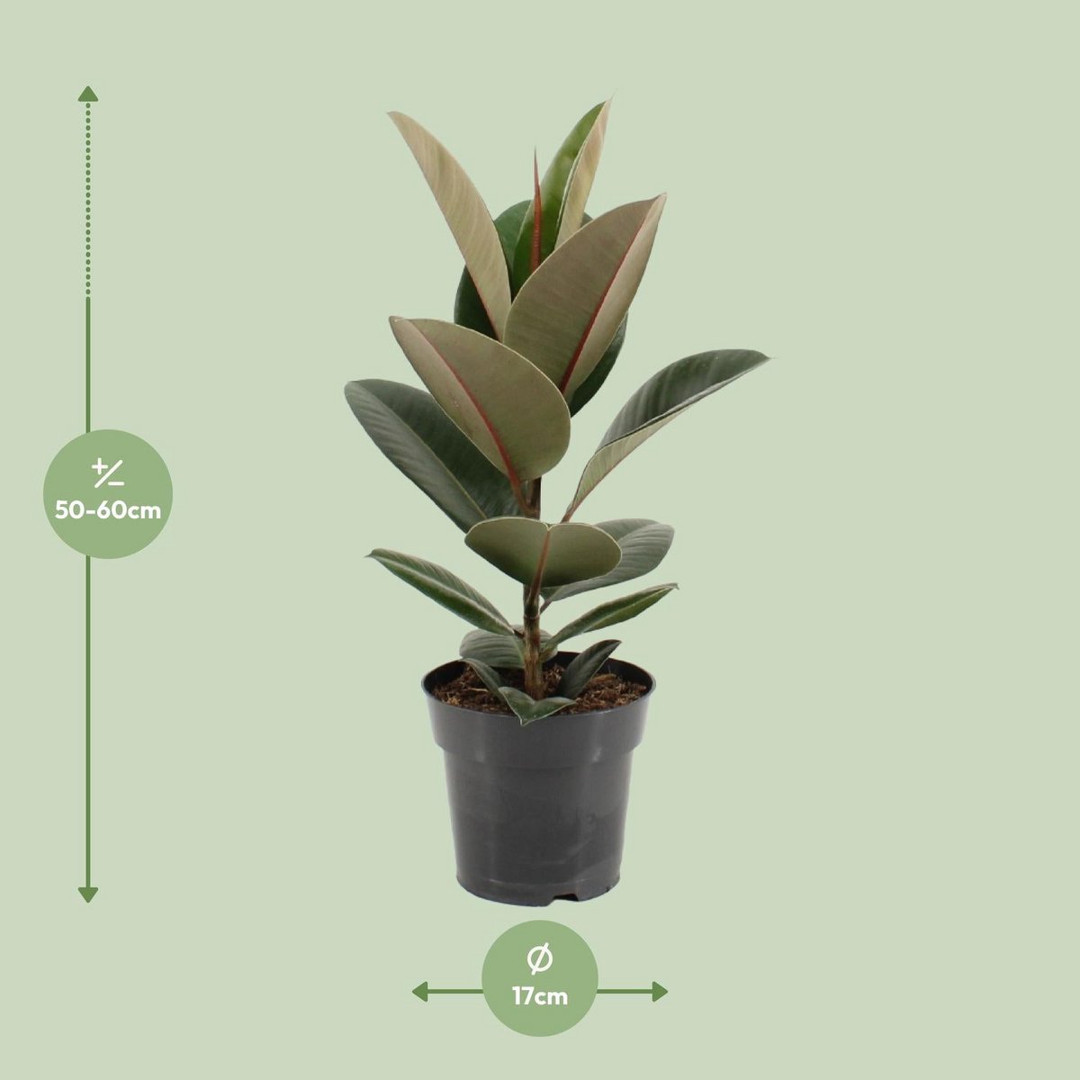 Ficus Elastica 'Sturdy' - Zimmerpflanze mit glänzenden Blättern (Ø17 cm, Höhe ca. 55 cm)