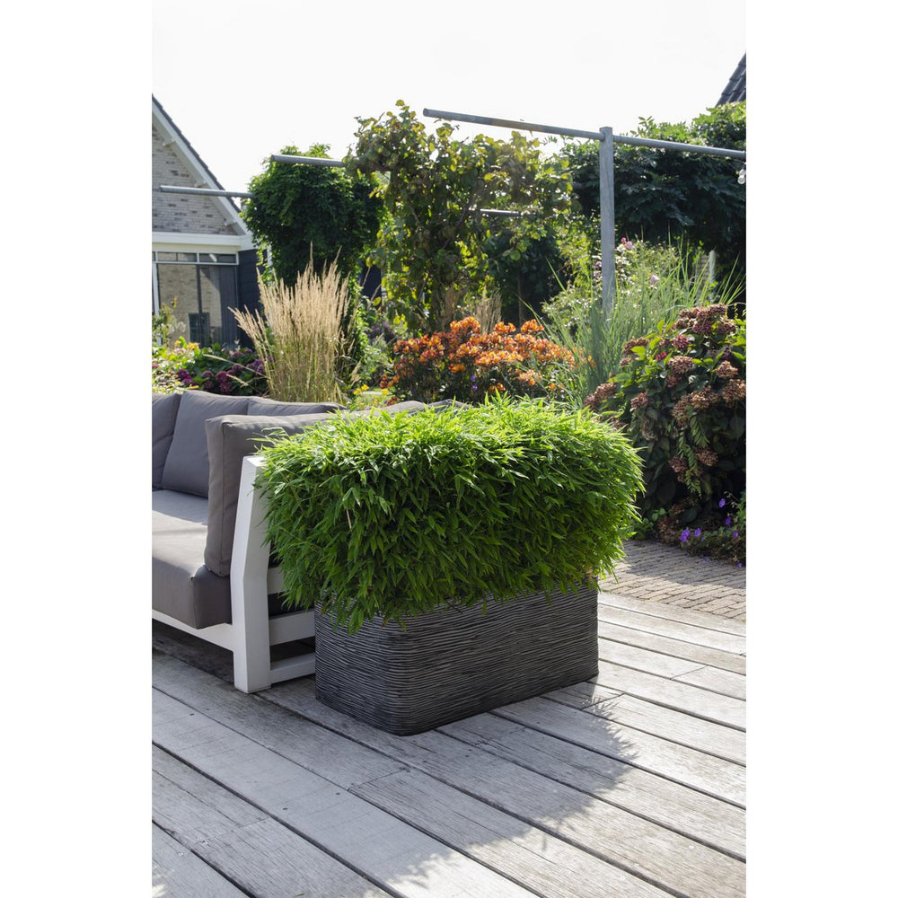 
                      
                        Fargesia 'MoonTears'® Boobux - kompakte Wachstum, nicht -proliferatierende Bambus - Ø29cm - ↕70 cm
                      
                    