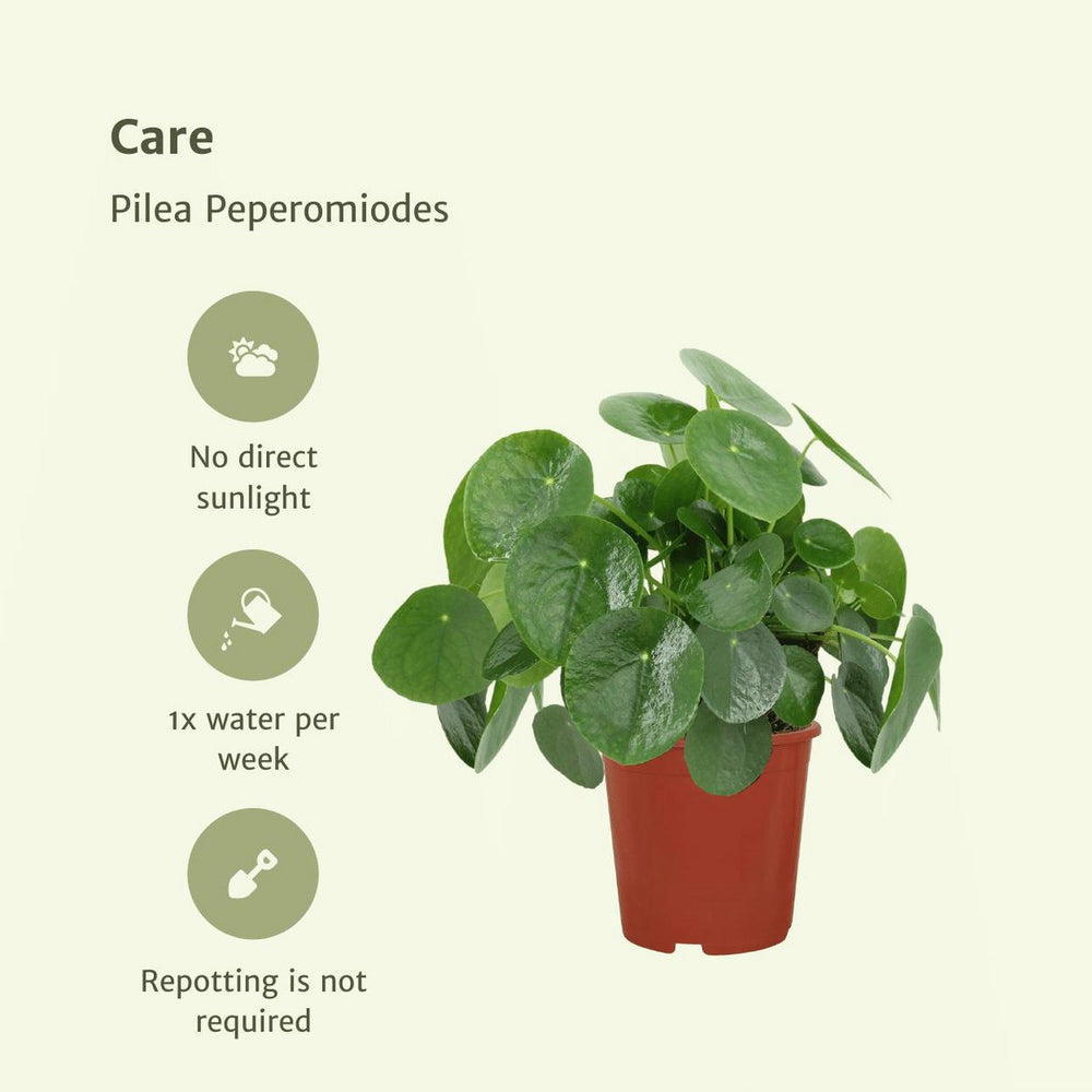 
                      
                        Pilea Peperomioides - Pfannkuchenpflanze, Chinamoneyplant - 2 Stück - ø15cm - ↕25 cm
                      
                    