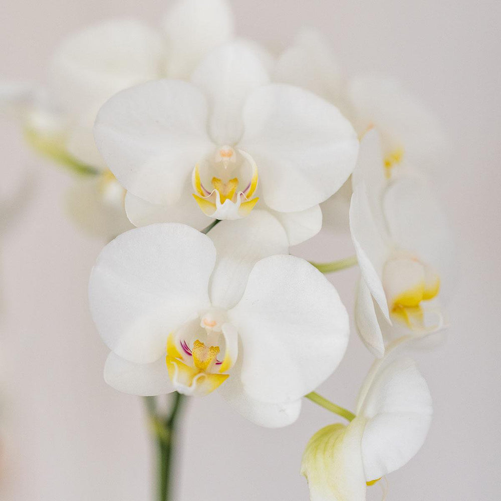 
                      
                        weiße Orchidee Amabilis + Candy Dekotopf blau - Topfgröße Ø9cm | blühende Zimmerpflanze – frisch vom Züchter
                      
                    