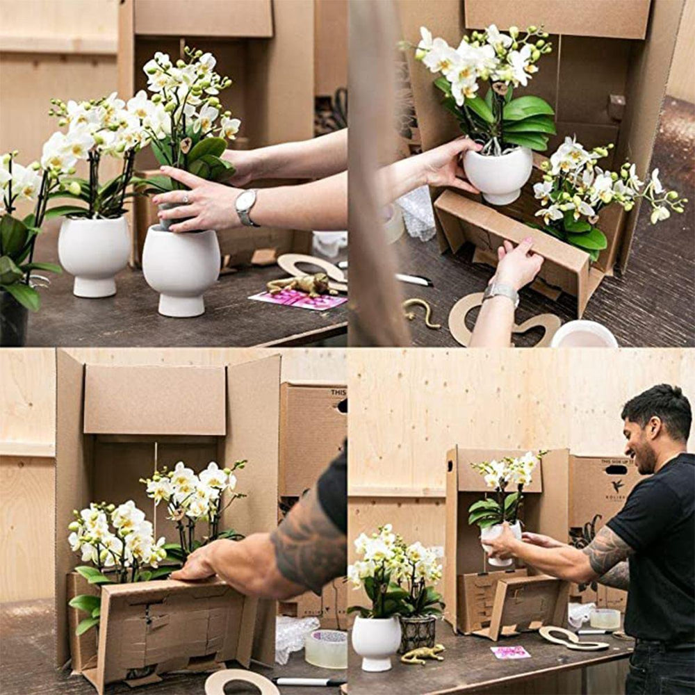 
                      
                        Deal von 2 orange Phalaenopsis Orchideen - Bolzano - Topfgröße Ø9cm Blüte Zimmerpflanze - frisch vom Züchter aus dem Züchter
                      
                    