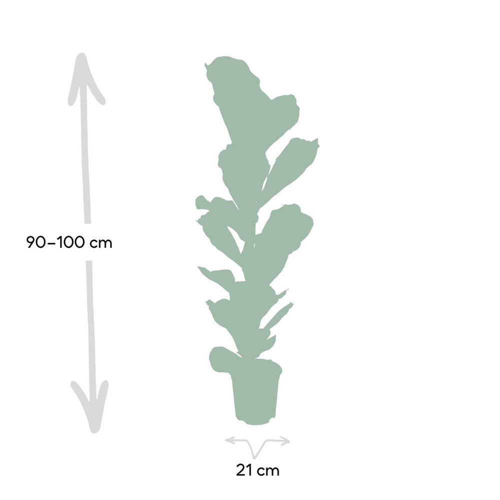 
                      
                        Geigenpflanze - Ficus Lyrata - Ø21cm - ↕100cm
                      
                    