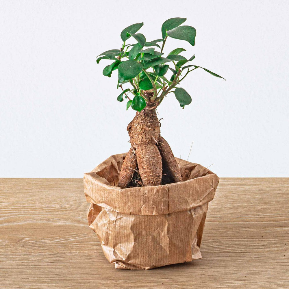 
                      
                        Ficus Ginseng Bonsai - Microcarpa - ↑15 cm - Ø 6 cm
                      
                    