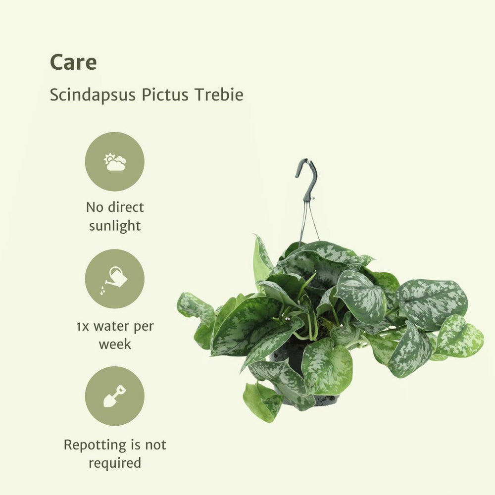 
                      
                        Scindapsus Pictus Trebie - Epipremnum - 2 Stück - ø15cm - ↕25cm
                      
                    