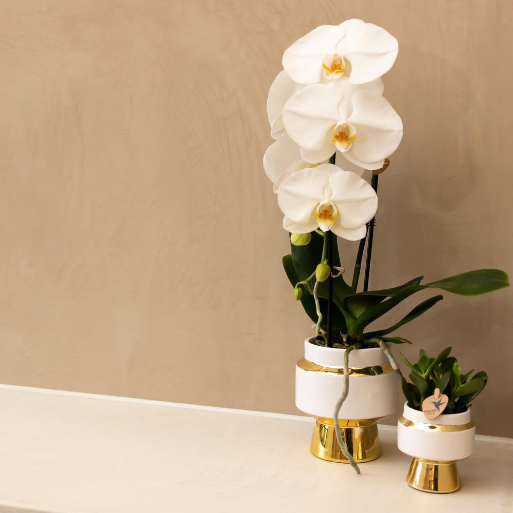 
                      
                        Le Chic Blumentopf – Weißer dekorativer Keramiktopf mit goldenen Details – Ø6 cm
                      
                    