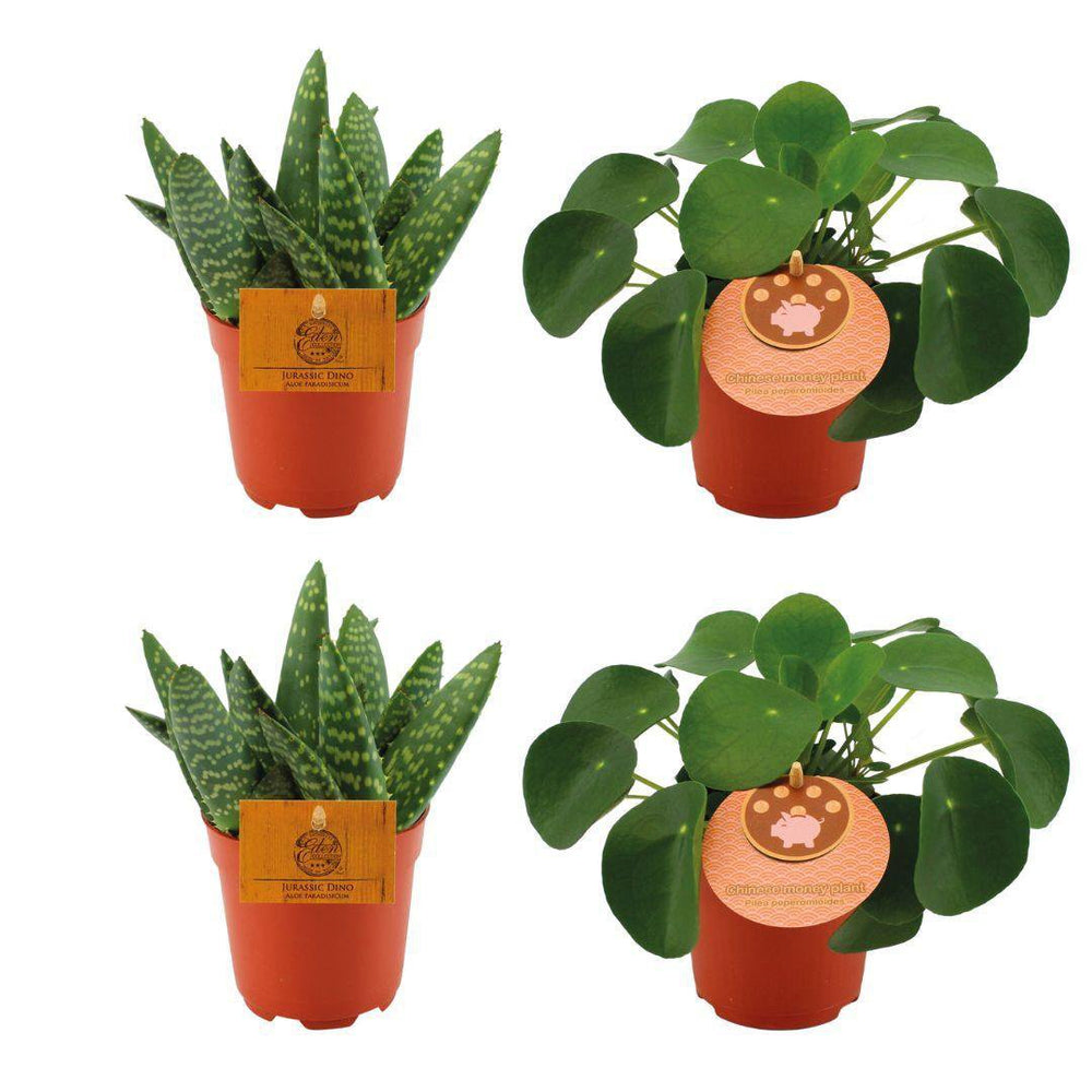 2x Aloe Paradisicum + 2x Pilea Peperomoides - 4 Stück - Ø10,5cm - ↕10cm