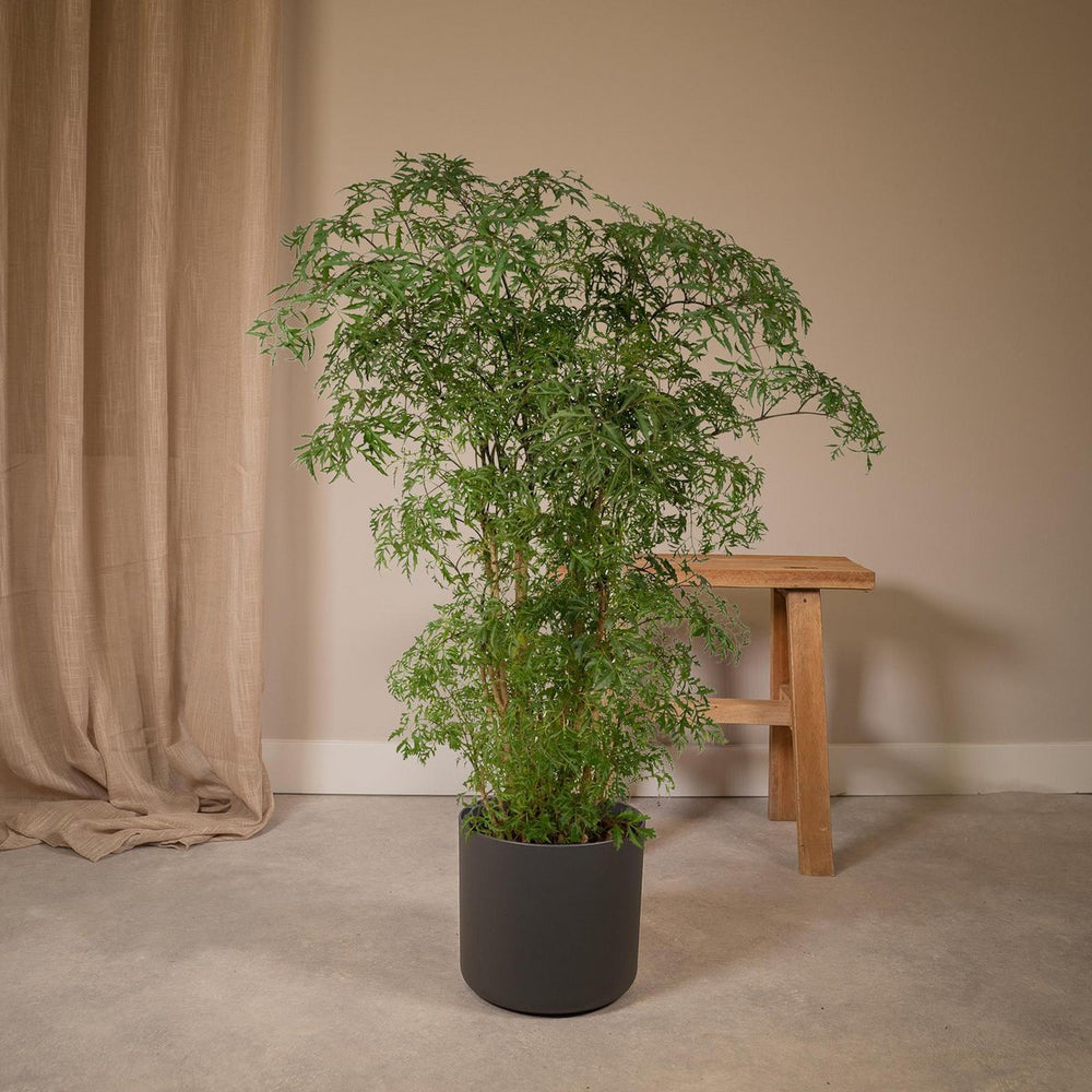 
                      
                        Aralia - Polyscias Fruticosa - Ø21cm - ↕75cm
                      
                    