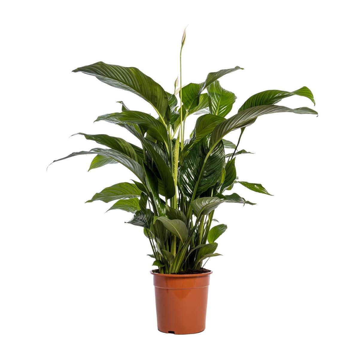 Spathiphyllum 'Bellini' (Friedenslilie) – Ø24 cm, ↕100 cm