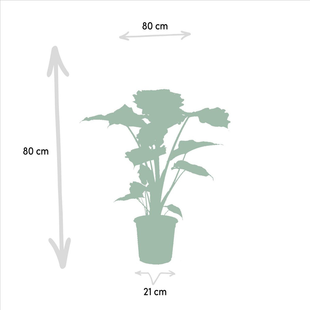 
                      
                        Elefantenohr, Alocasia Portodora – Ø21cm – ↕80cm
                      
                    