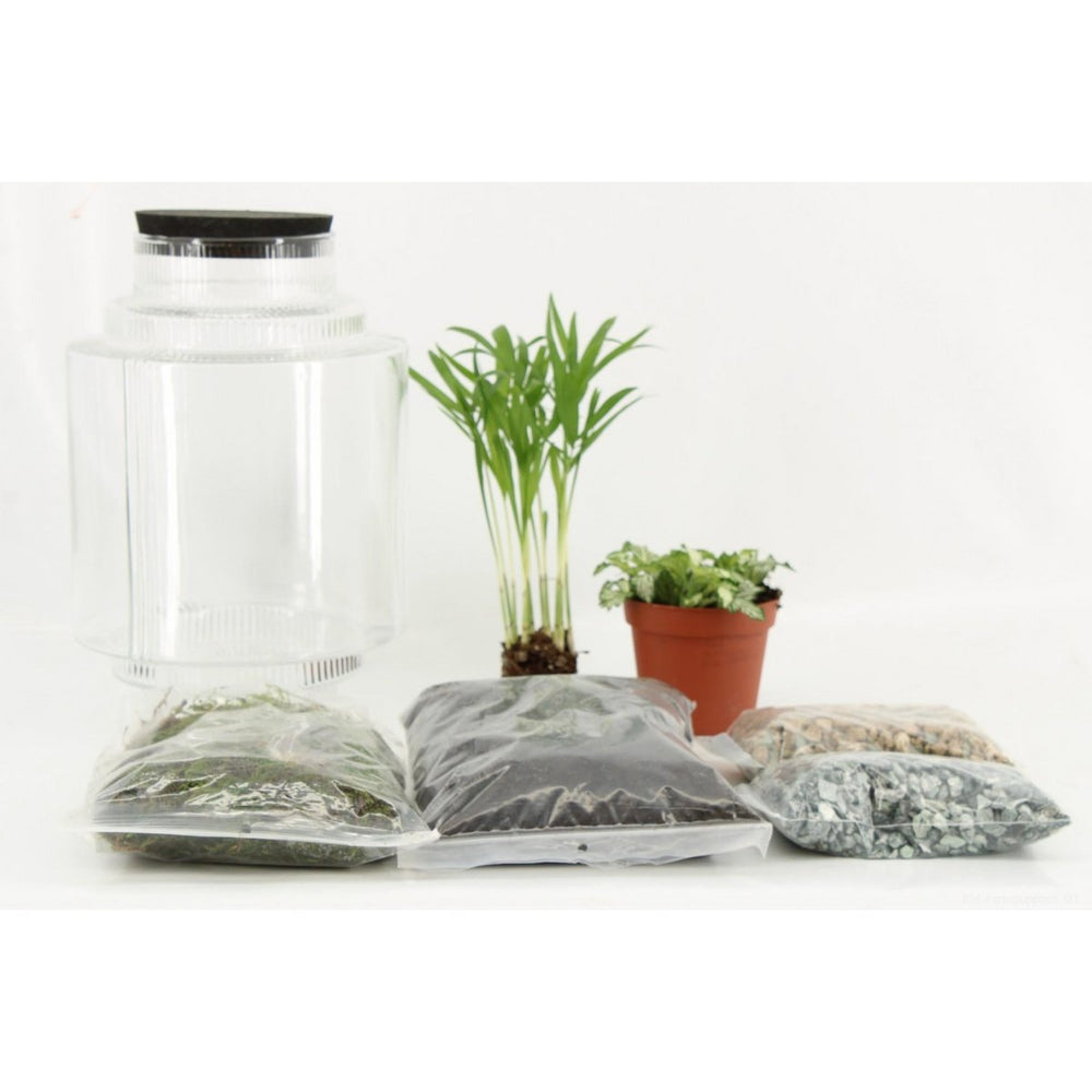 Terrarien Pflanzung DIY– Ø17cm – ↕25cm