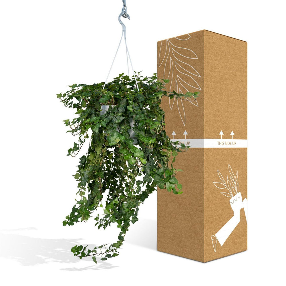 
                      
                        Hedera Wonder Green Hang - Efeu - Ø24cm - ↕70cm
                      
                    