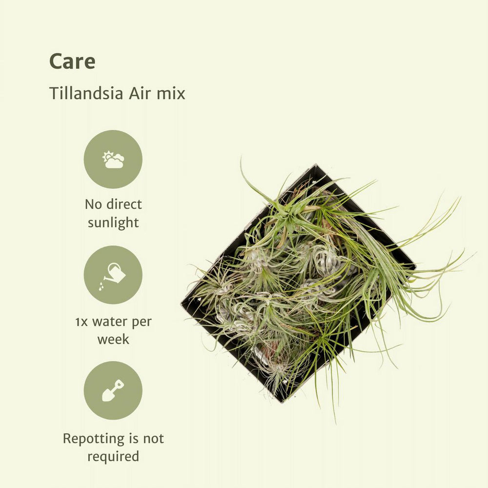 
                      
                        Tillandsia Air Mix – 20 Stück – ø6cm – ↕6cm
                      
                    