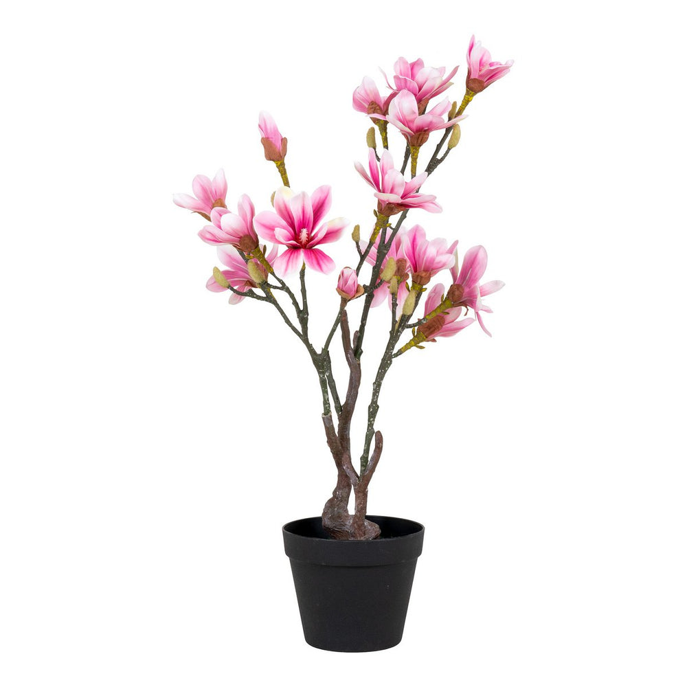 
                      
                        Magnolienbaum –
                      
                    