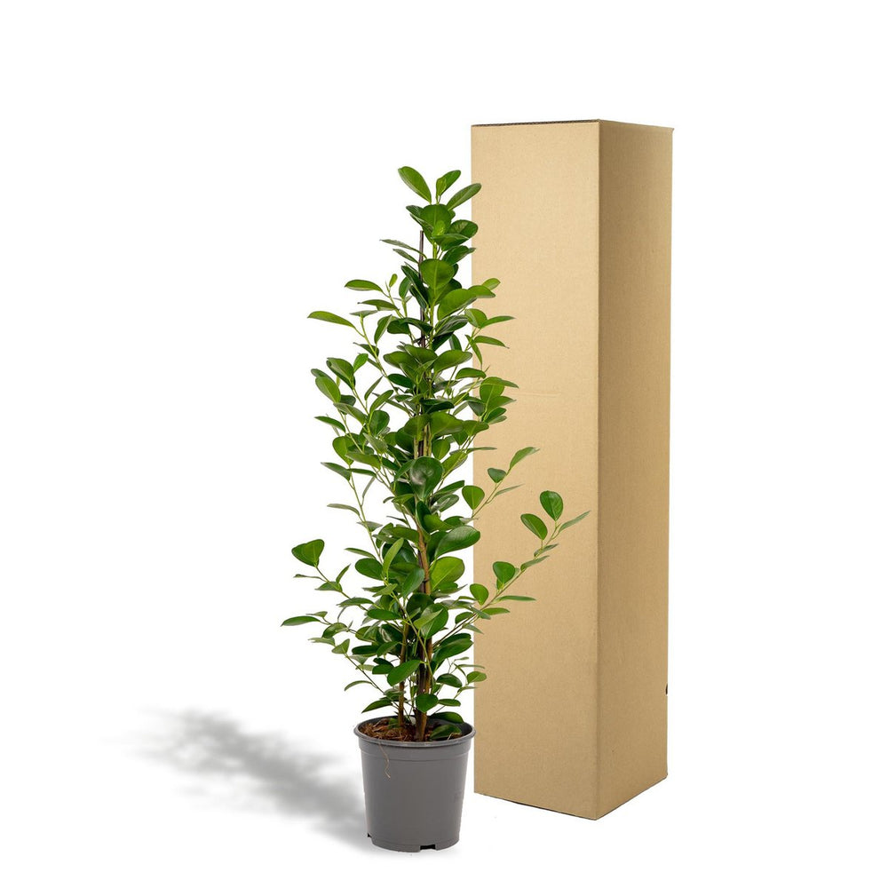 
                      
                        Ficus microcarpa Moclame - Ø21cm - ↕95cm
                      
                    