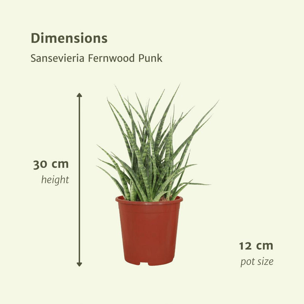 
                      
                        Bogenhanf, Sansevieria Fernwood Punk - Weibliche Zunge - 2 Stück - ø12cm - ↕30cm
                      
                    