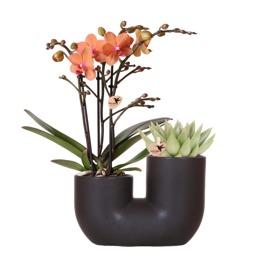 
                      
                        Set aus orangefarbener Orchidee Bolzano und Sukkulente im Röhren-Ziertopf schwarz - Topfgröße Ø9cm | blühende Zimmerpflanze – frisch vom Züchter
                      
                    