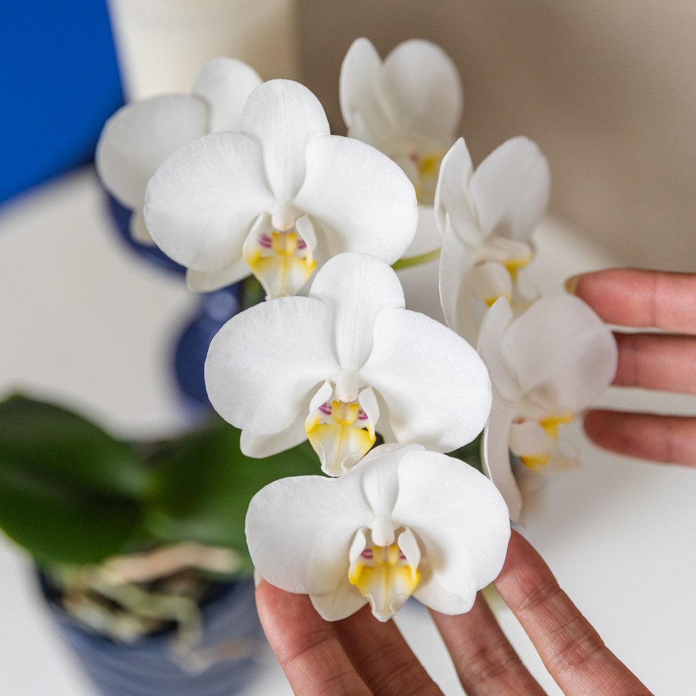 
                      
                        weiße Orchidee Amabilis + Candy Dekotopf blau - Topfgröße Ø9cm | blühende Zimmerpflanze – frisch vom Züchter
                      
                    