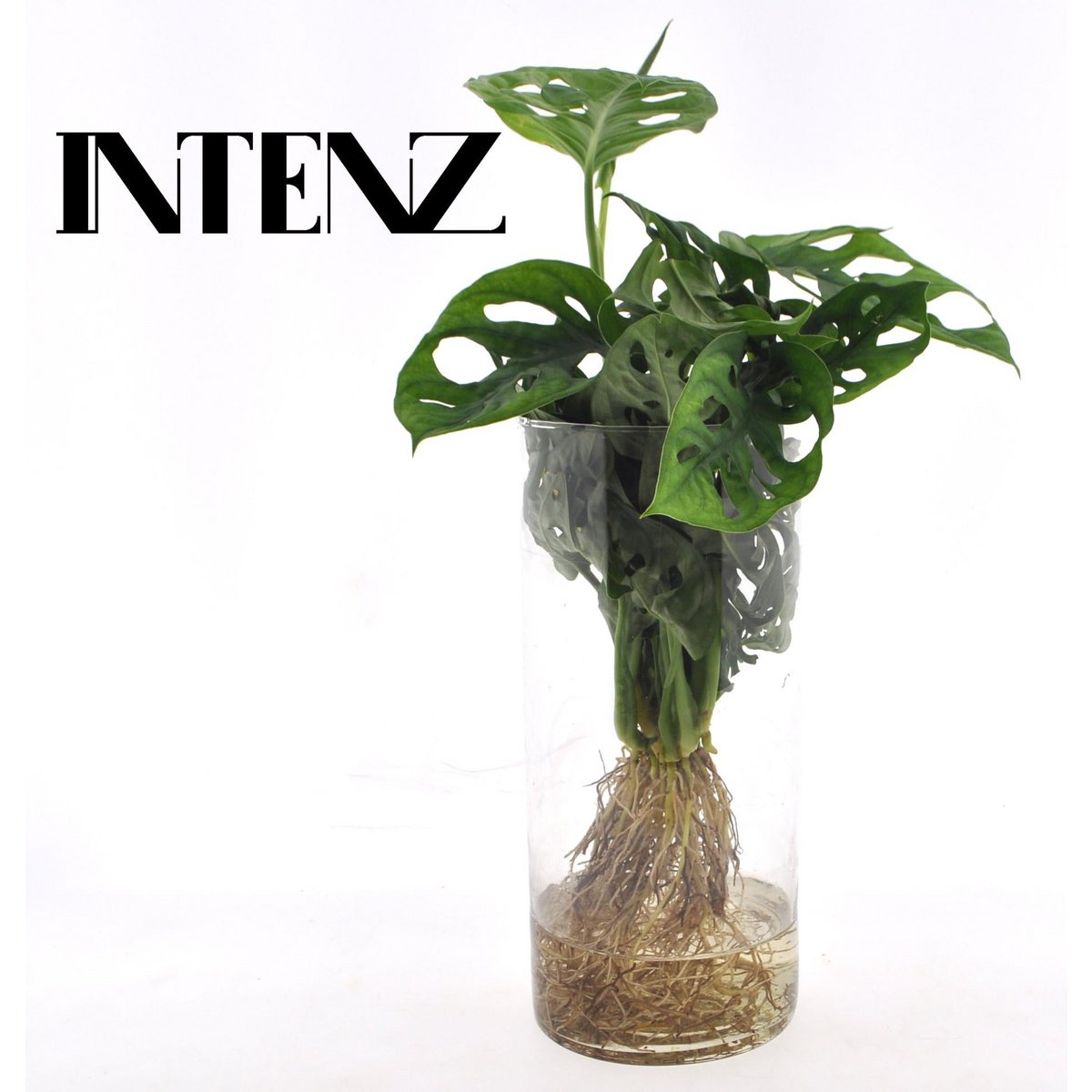 Monstera im Zylinderglas - Ø12CM - ↕25 cm