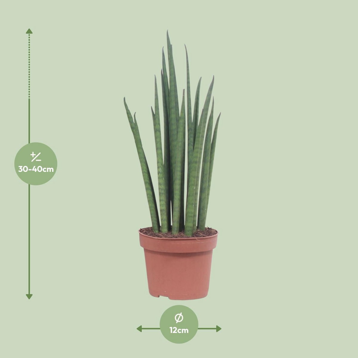 Sansevieria Mickal – pflegeleichte Blattschmuckpflanze