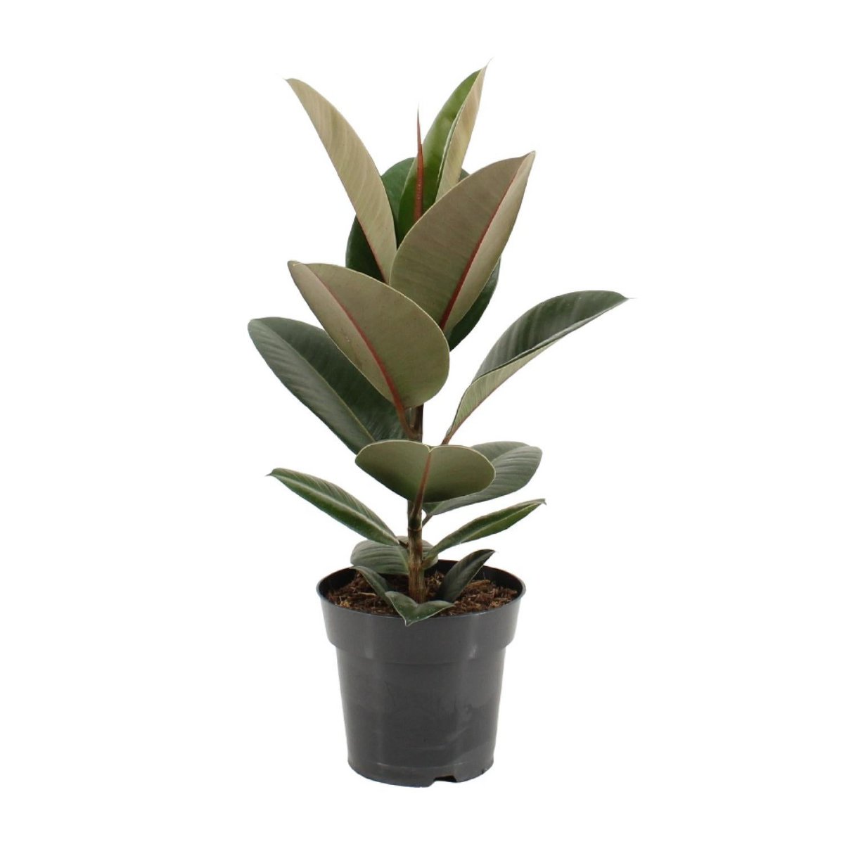Ficus Elastica 'Sturdy' - Zimmerpflanze mit glänzenden Blättern (Ø17 cm, Höhe ca. 55 cm)
