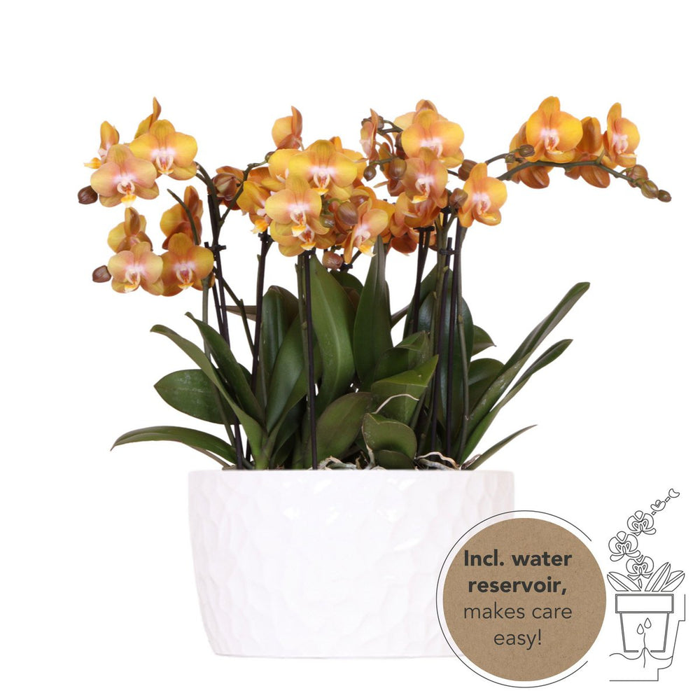 Kolibri-Orchideen | Orangefarbenes Orchideen-Set in Honigschale inkl. Wasserreservoir | drei orangefarbene Orchideen Las Vegas12cm | Mono Bouquet weiß mit autarkem Wasserreservoir