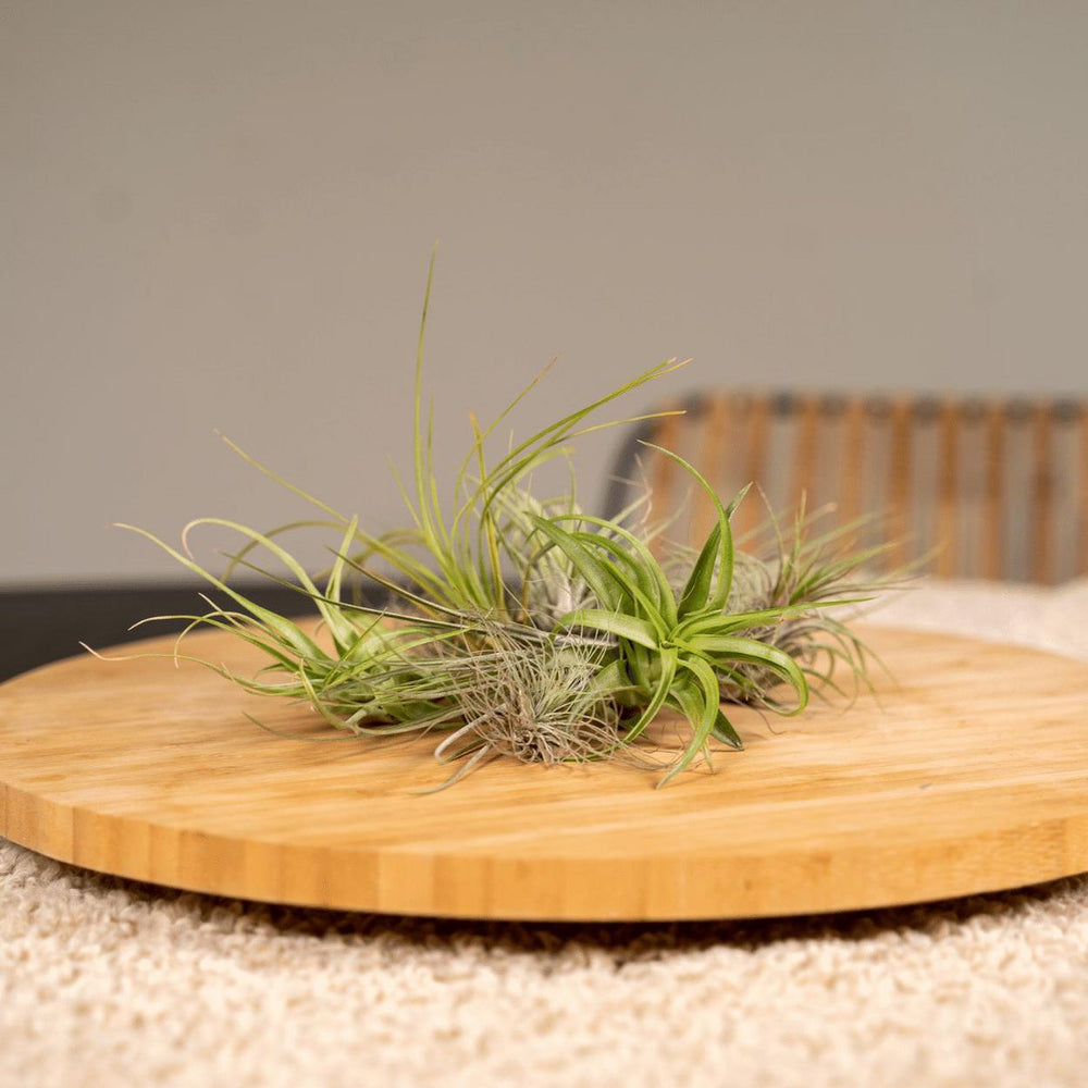 
                      
                        Tillandsia Air Mix – 20 Stück – ø6cm – ↕6cm
                      
                    