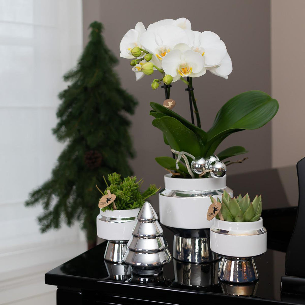 
                      
                        Le Chic Blumentopf – Weißer dekorativer Keramiktopf mit silbernen Details – Ø6 cm
                      
                    
