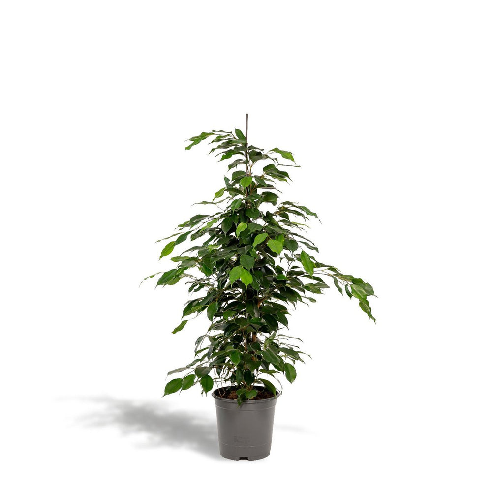 
                      
                        Ficus benjamina Danielle - Ø21cm - ↕95cm
                      
                    