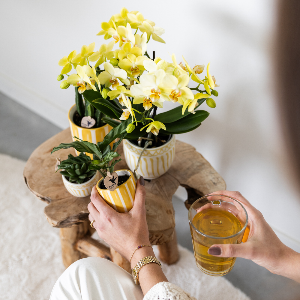 
                      
                        Set aus gelben Orchideen aus Mexiko und Sukkulenten in einem dekorativen Topf mit bemalten Streifen – Topfgröße Ø9 cm und Ø6 cm | blühende Zimmerpflanze – frisch vom Züchter
                      
                    