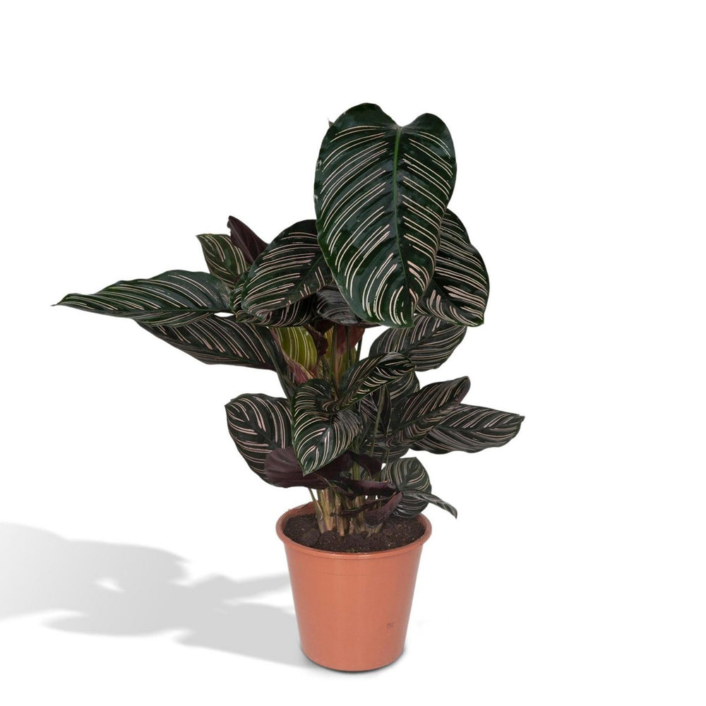 
                      
                        Calathea Ornata - Ø19cm - ↕75cm
                      
                    