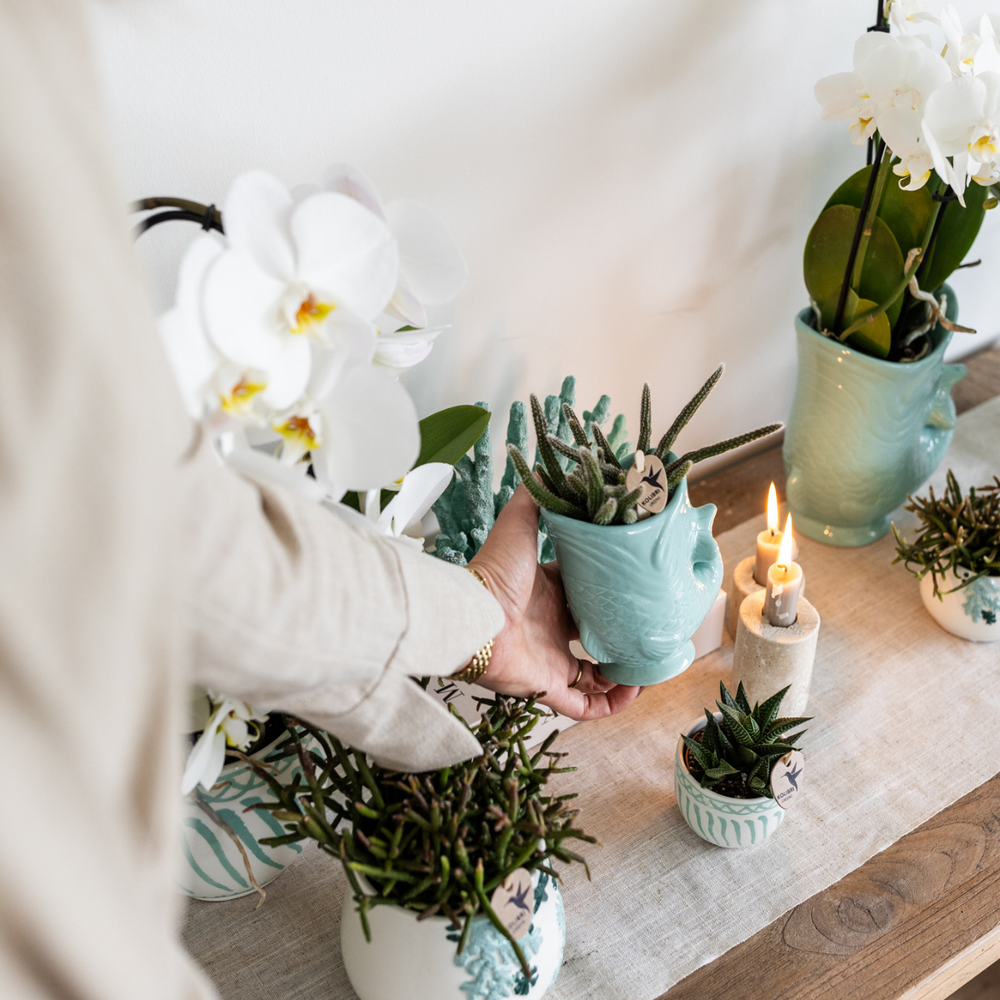 
                      
                        Pflanzenset Fisch Türkis | Set mit weißer Phalaenopsis-Orchidee Amabilis Ø9cm und grüner Pflanze Sukkulente Crassula Hobbit Ø6cm | inkl. türkisfarbenen Keramik-Dekotöpfen
                      
                    