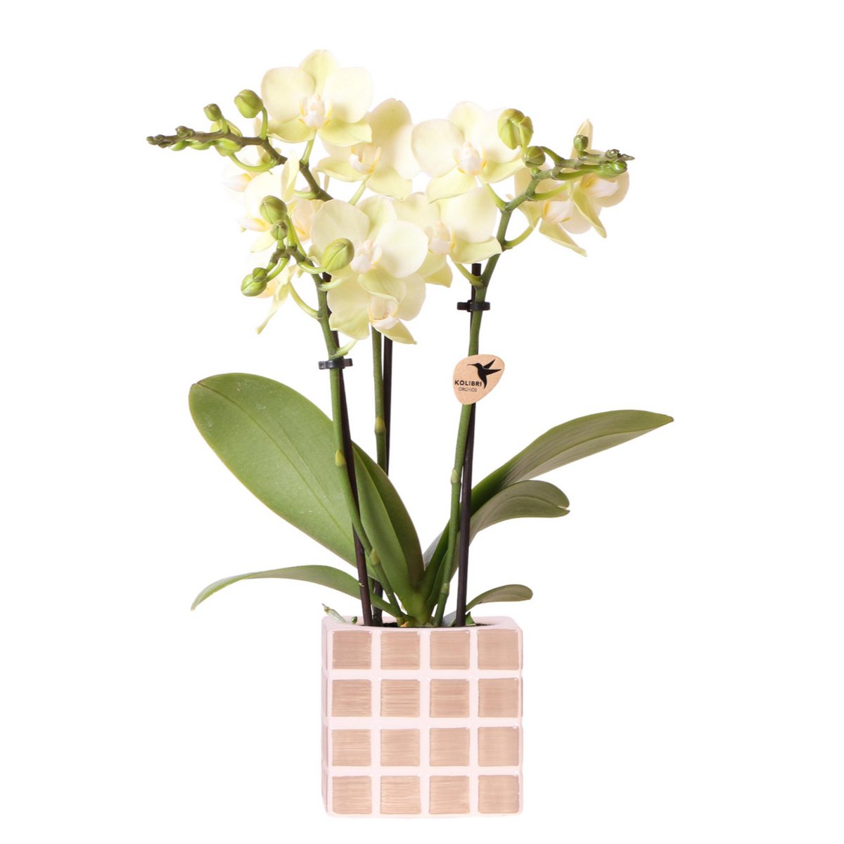 Orchideen | Gelbe Phalaenopsis-Orchidee Mexiko + Mosa Dekotopf braun - Topfgröße Ø9cm | blühende Zimmerpflanze – frisch vom Züchter