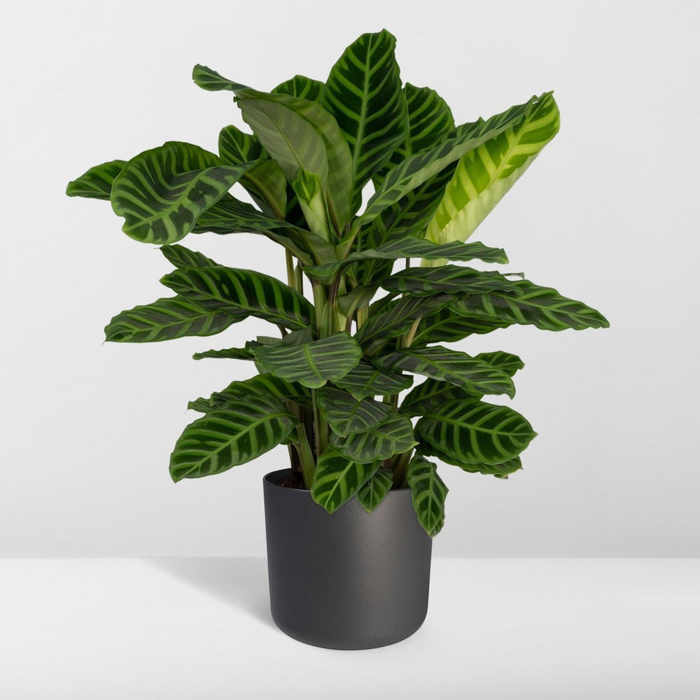 
                      
                        Calathea Zebrina - Ø19cm - ↕80cm
                      
                    