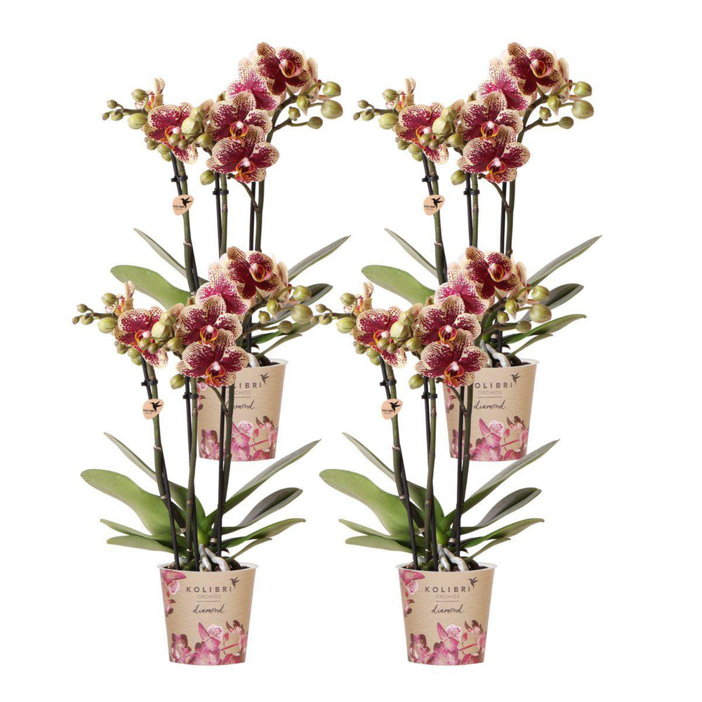 DEAL - KOMBI-ANGEBOT mit 4 gelb-roten Phalaenopsis-Orchideen - Spanien - Topfgröße Ø9cm | blühende Zimmerpflanze – frisch vom Züchter