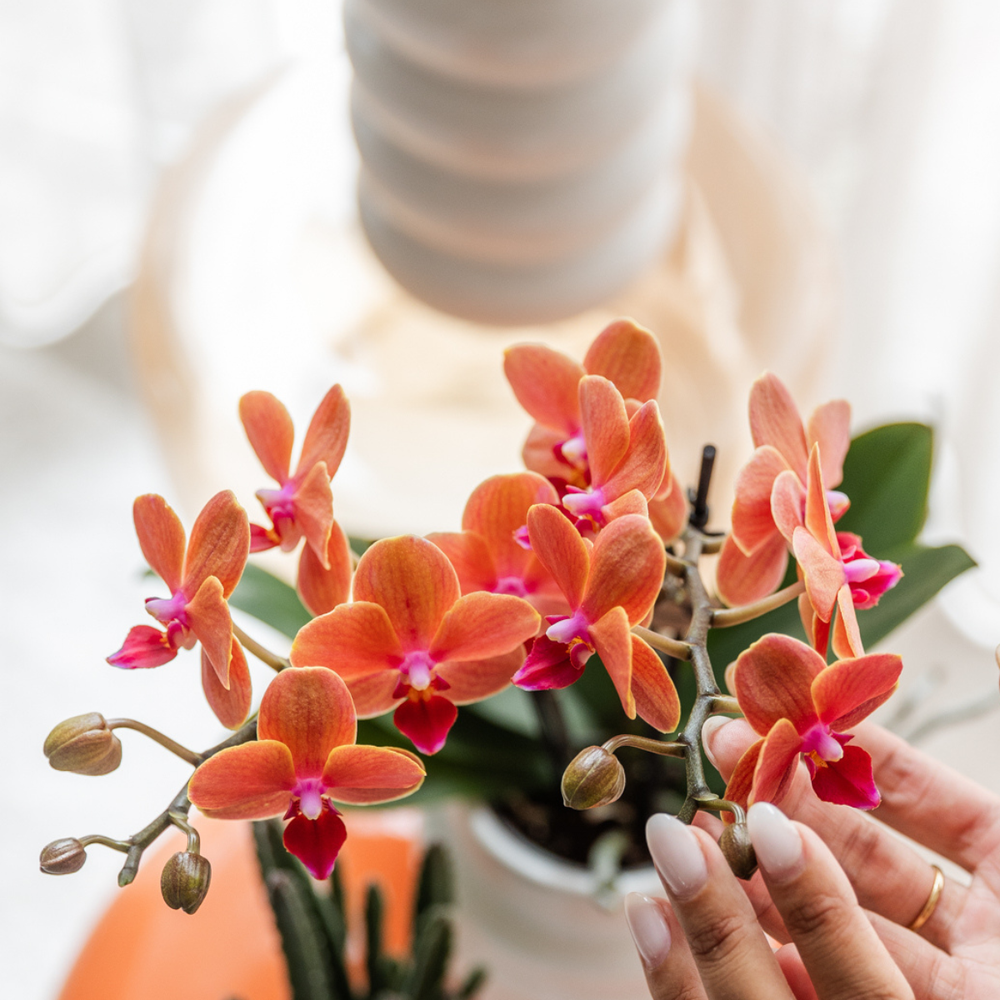 
                      
                        Orchideen | Orange Orchidee Bozen + Sternfisch Dekotopf - Topfgröße Ø9cm | blühende Zimmerpflanze – frisch vom Züchter
                      
                    