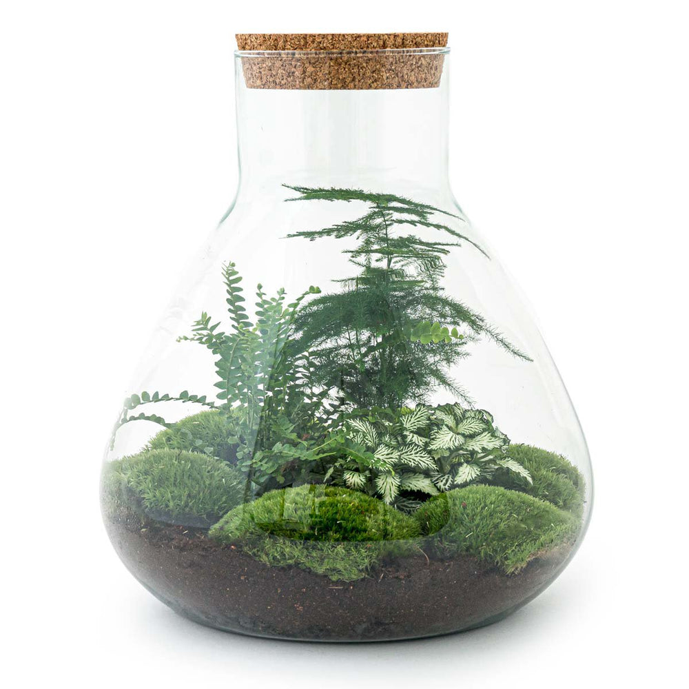 Terrarium-Bausatz – Sam XL – Flaschengarten – ↑ 35 cm