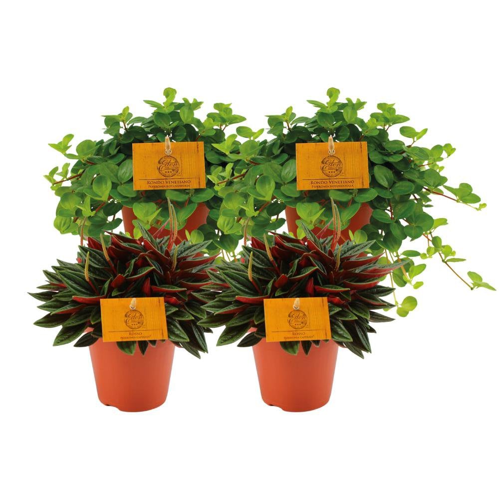 2x Peperomia Rosso + 2x Peperomia Rotundifolia - 4 Stück - Ø12cm - ↕20cm