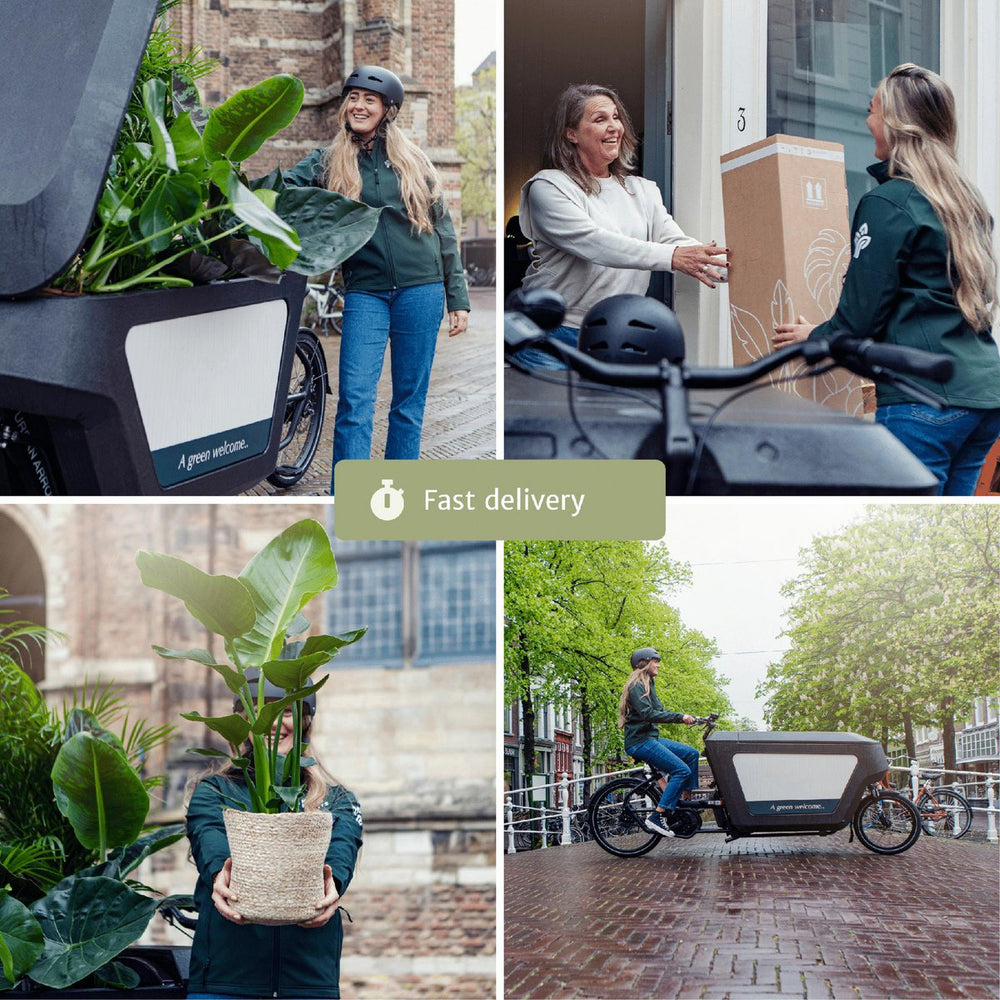 
                      
                        Easy Plantbox – 4 pflegeleichte Zimmerpflanzen | verschiedene Höhen
                      
                    