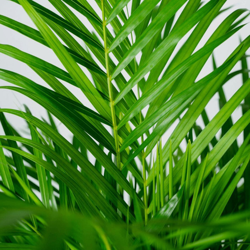 Dypsis Lutescens - Areca-Palme - Ø24cm - ↕120cm