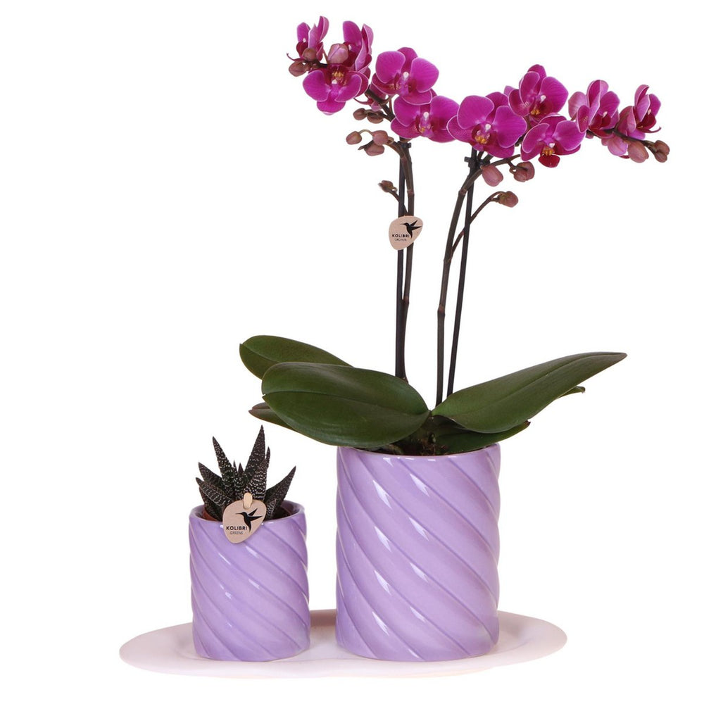 
                      
                        Geschenkset Optimismus klein flieder | Grün Pflanze mit orangefarbener Phalaenopsis-Orchidee in dekorativen Bonbontöpfen auf weißem Bio-Tablett
                      
                    