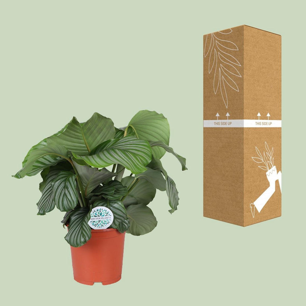 
                      
                        Calathea orbifolia - Ø21cm - ↕70 cm
                      
                    