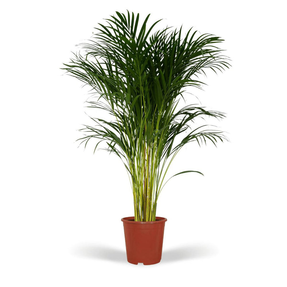 
                      
                        Dypsis Lutescens - Areca-Palme - Ø24cm - ↕120cm
                      
                    