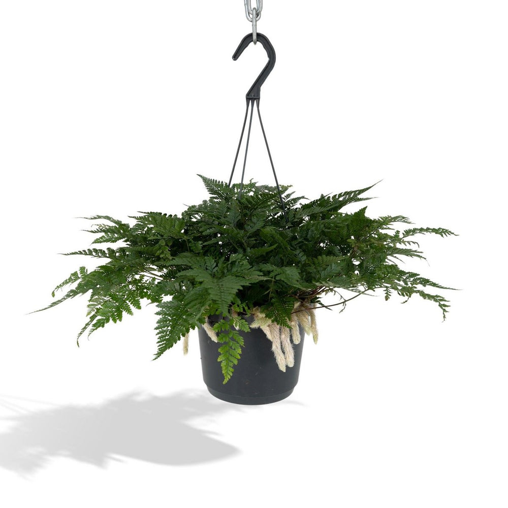 
                      
                        Hasenfußfarn, Humata Tyermannii Hang - - Ø17cm - ↕20cm
                      
                    