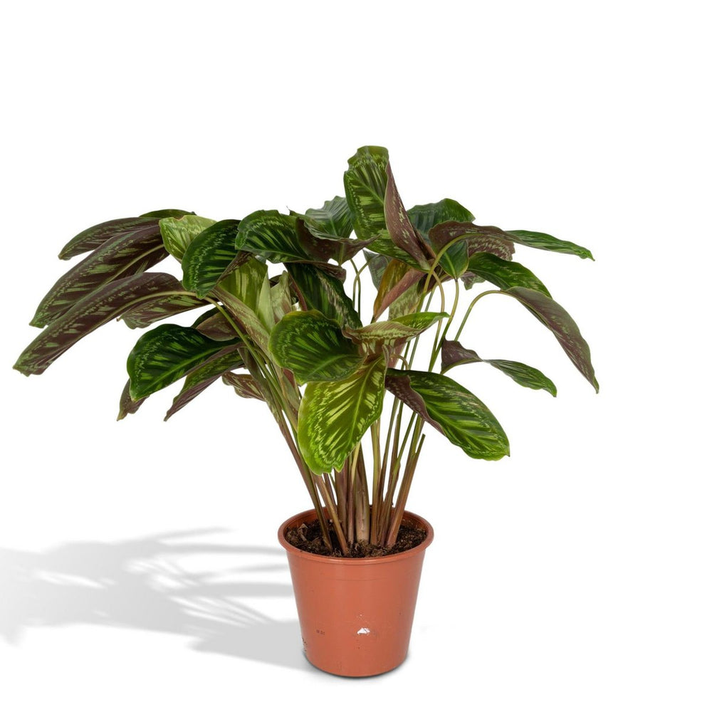 
                      
                        Calathea Flamestar - Ø19cm - ↕75cm
                      
                    