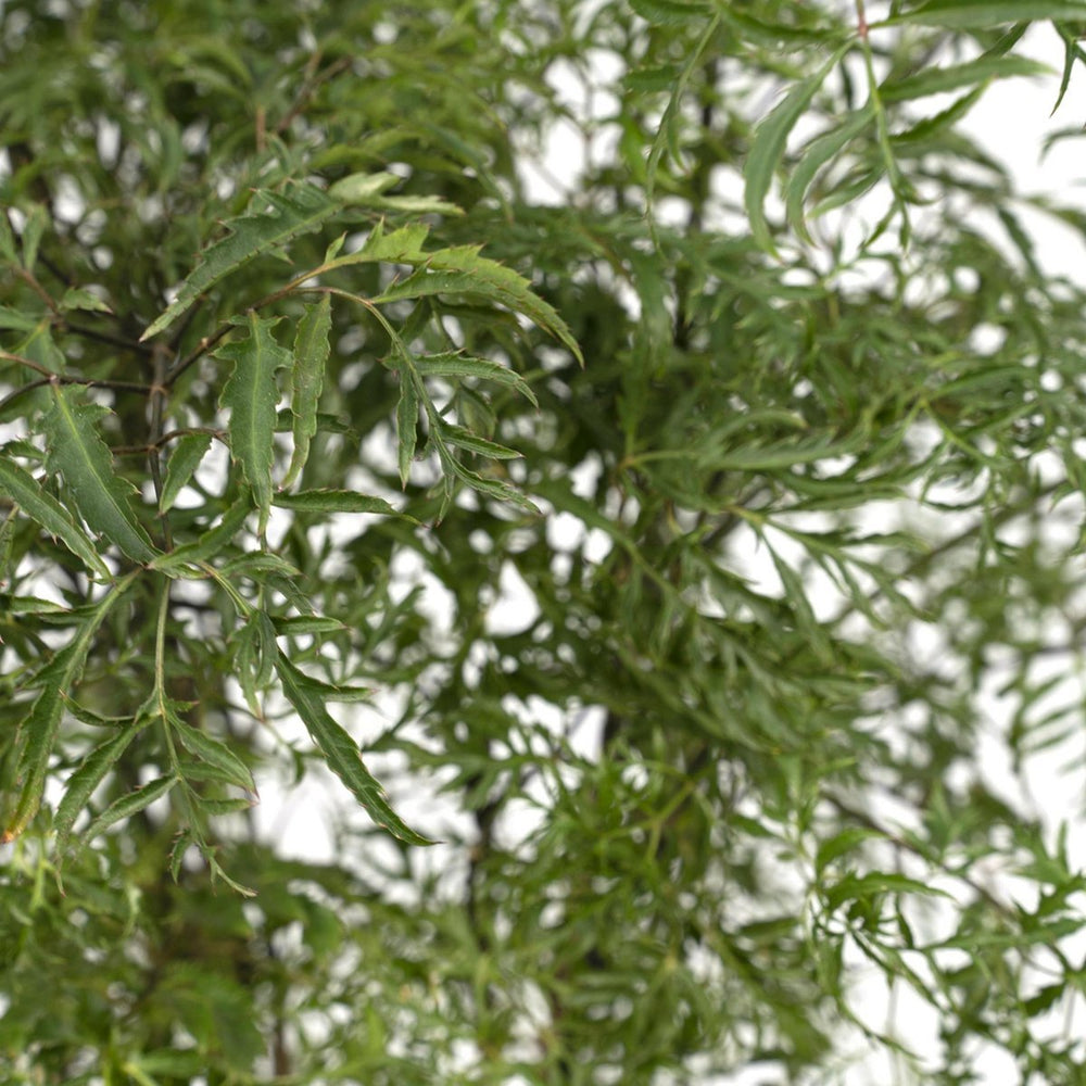 
                      
                        Aralia - Polyscias Fruticosa - Ø21cm - ↕75cm
                      
                    