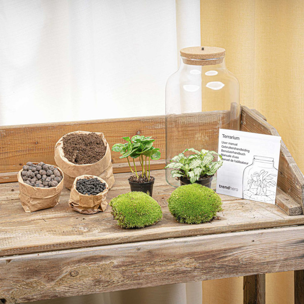 
                      
                        Terrarium-Bausatz – Cuffea und Fittonia mit Licht – Flaschengarten – ↑ 31 cm
                      
                    